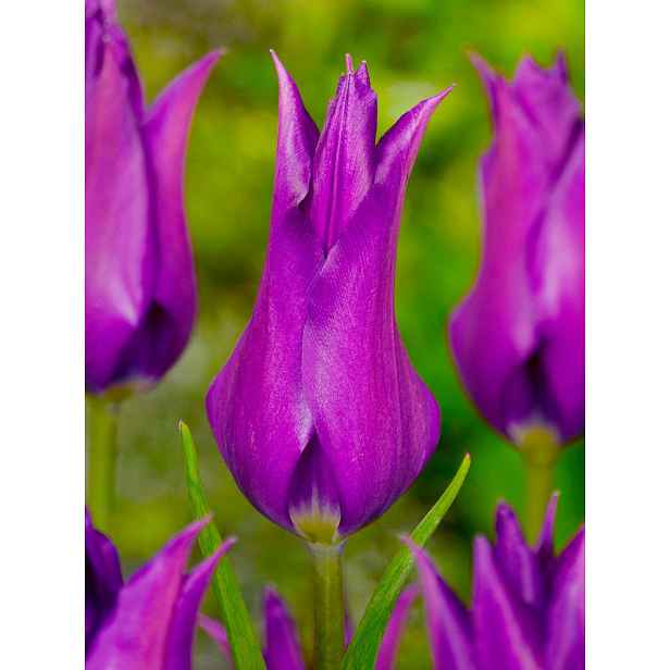 Tulipán Purple Dream 7 ks