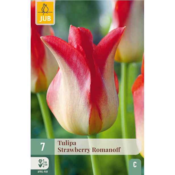 Tulipán Strawberry Romanoff 7 ks