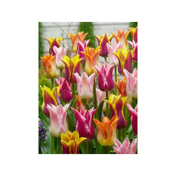 Tulipán Lily Flowering Mix 7 ks