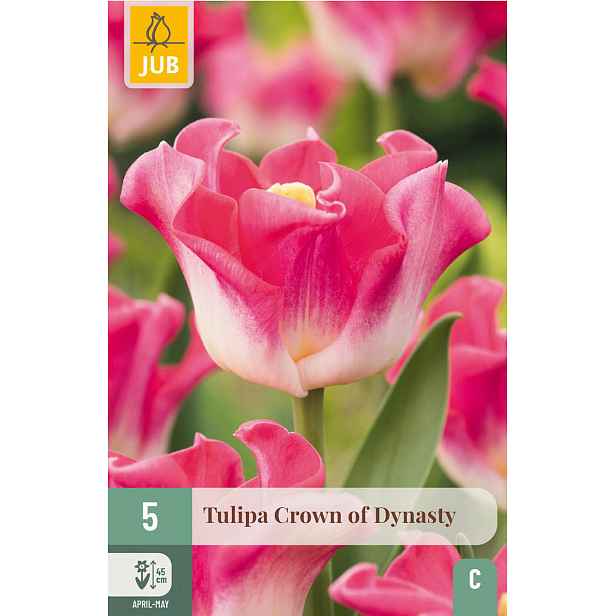 Tulipán Crown of Dynasty 5 ks