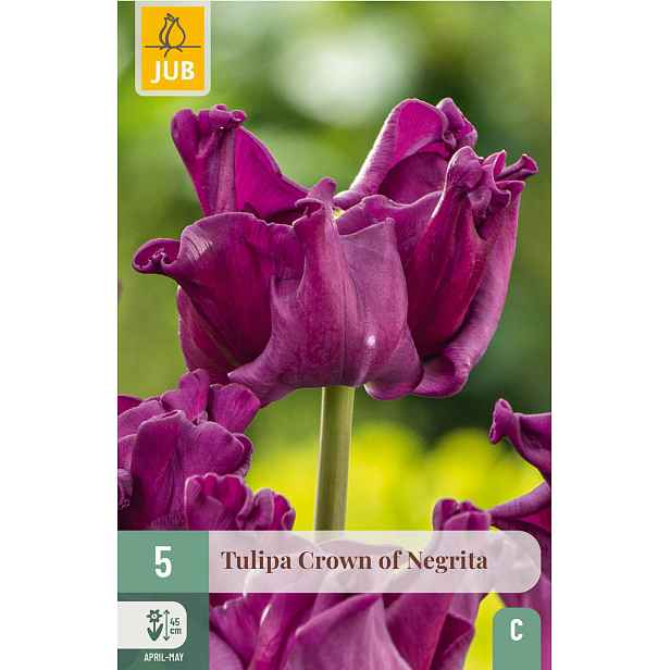 Tulipán Crown of Negrita 5 ks