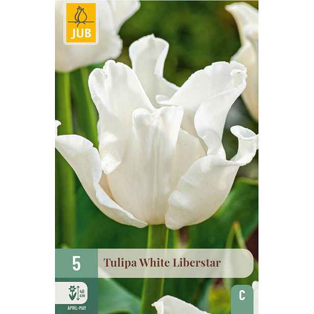 Tulipán White Liberstar 5 ks
