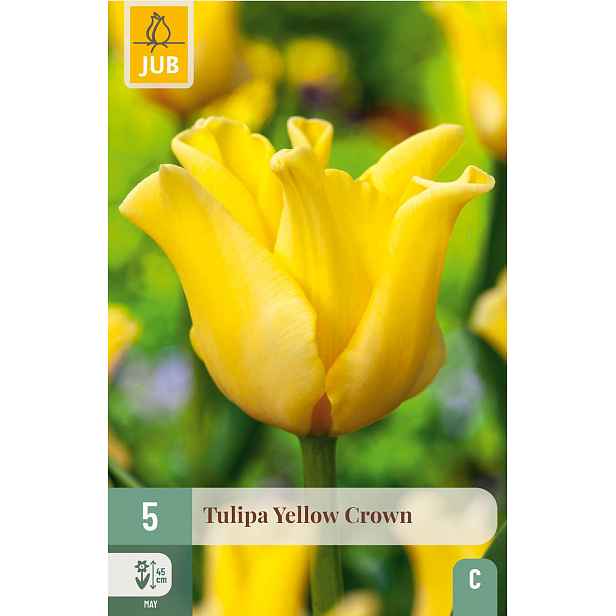 Tulipán Yellow Crown 5 ks