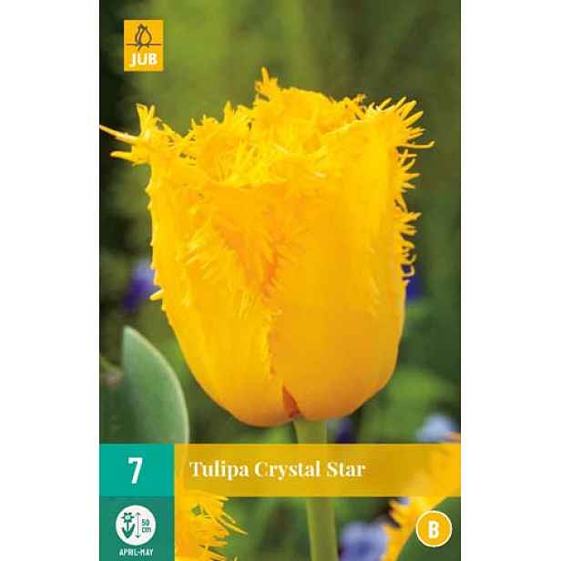 Tulipán Crystal Star 7 ks