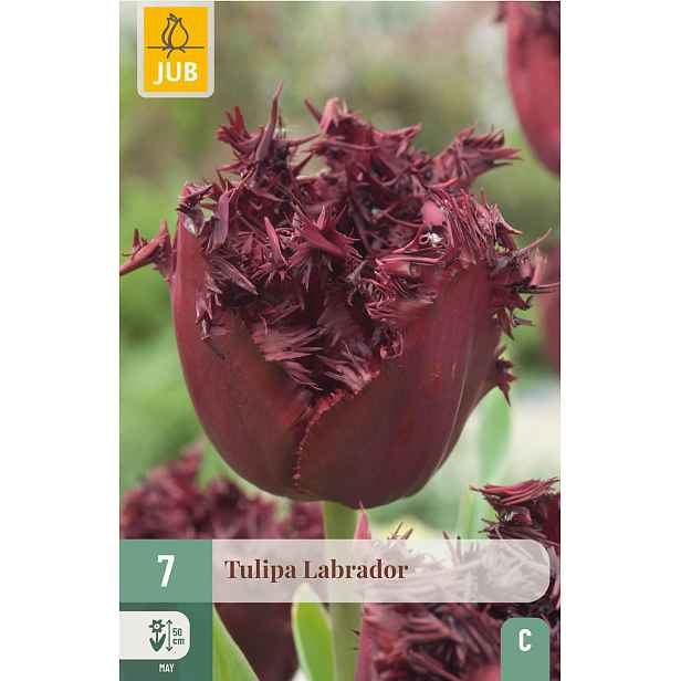 Tulipán Labrador 7 ks