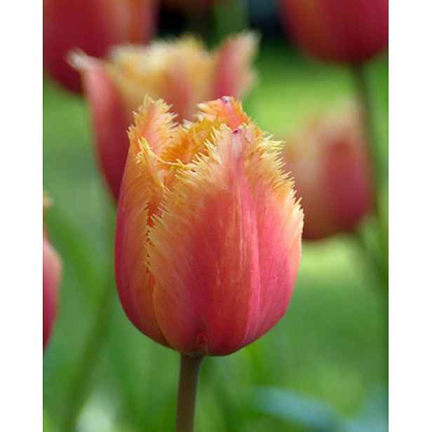 Tulipán Lambada 7 ks