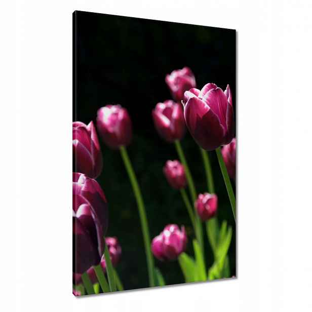 Obrazy 60x90 Fialové tulipány