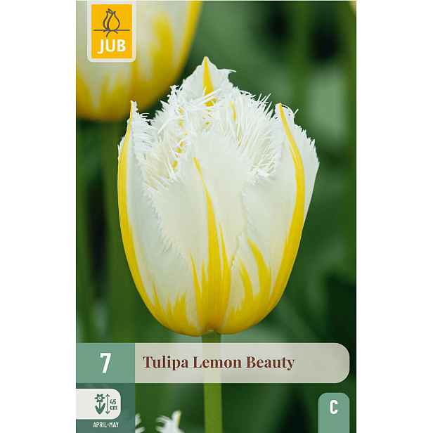 Tulipán Lemon Beauty 7 ks