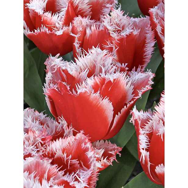 Tulipán New Santa 7 ks