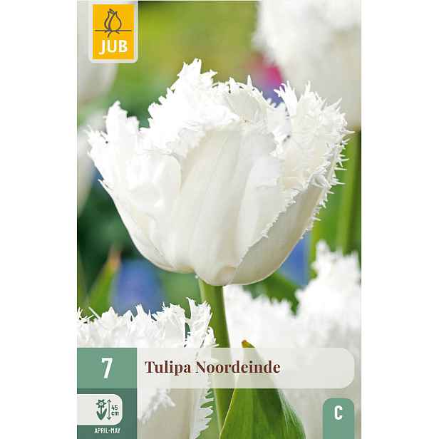 Tulipán Noordeinde 7 ks