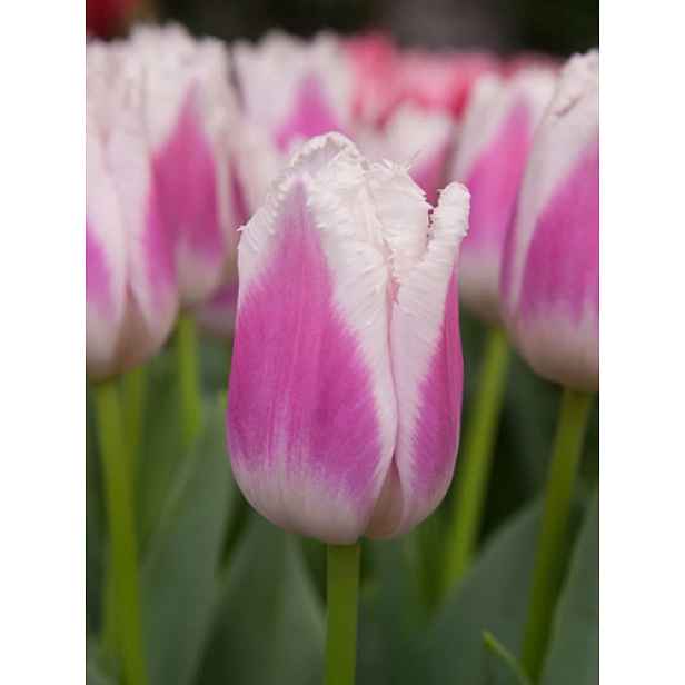 Tulipán Siesta 7 ks