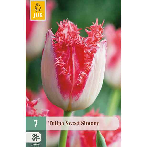 Tulipán Sweet Simone 7 ks