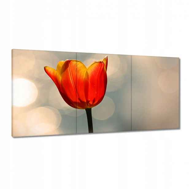 Obrazy 120x60 Oranžový tulipán