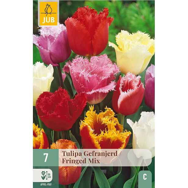 Tulipán Fringed Mix 7 ks