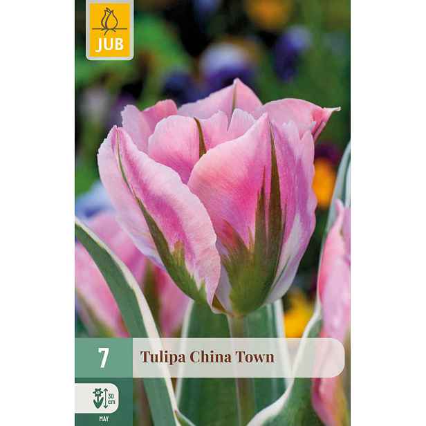Tulipán China Town 7 ks