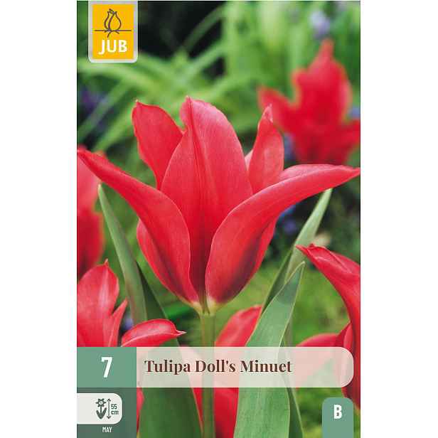Tulipán Doll's Minuet 7 ks