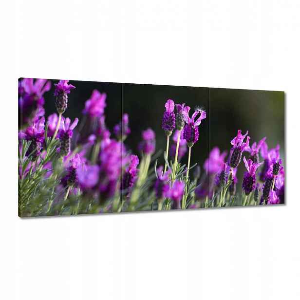 Obrazy 120x60 Fialové květy