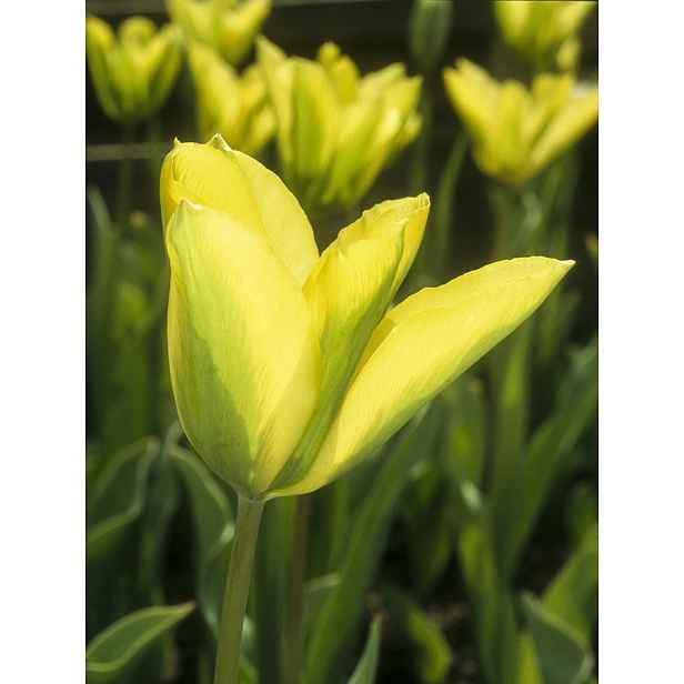 Tulipán Formosa 7 ks