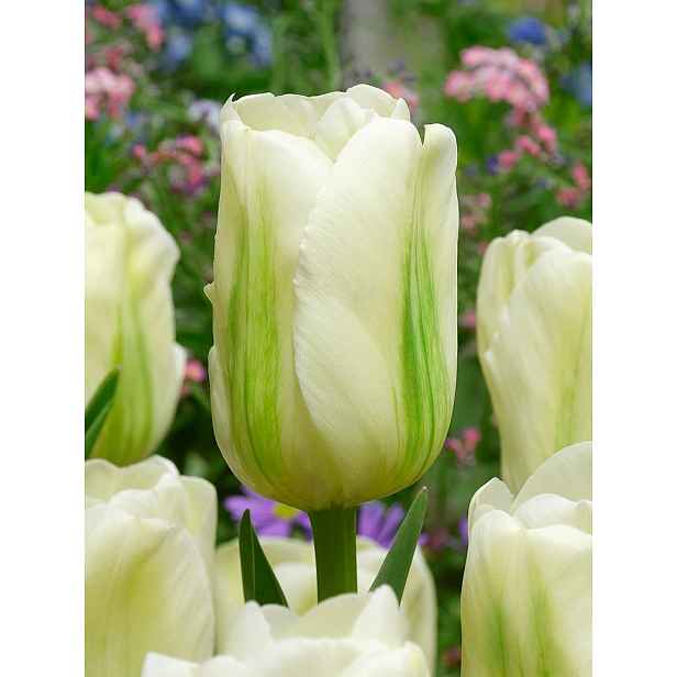 Tulipán Green Spirit 7 ks