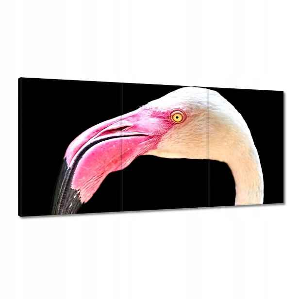 Obrazy 120x60 Plameňák Pták Co to pálí