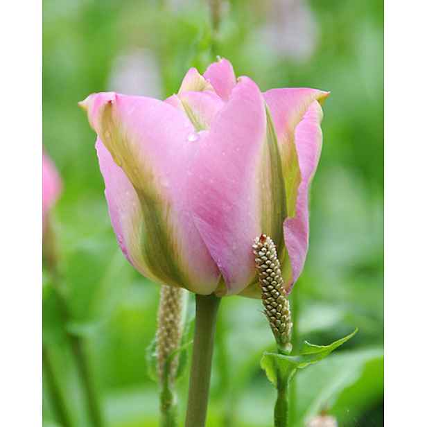 Tulipán Groenland 7 ks
