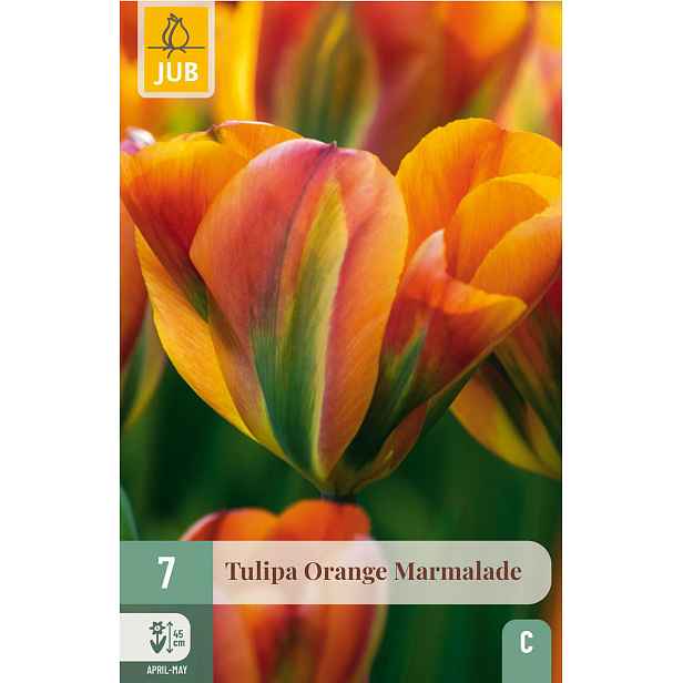 Tulipán Orange Marmelade 7 ks