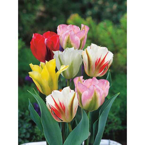 Tulipán Viridiflora Mix 7 ks