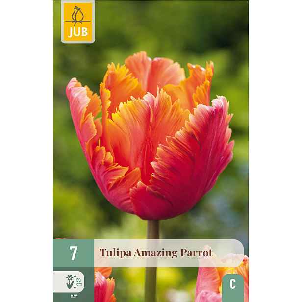 Tulipán Amazing Parrot 7 ks