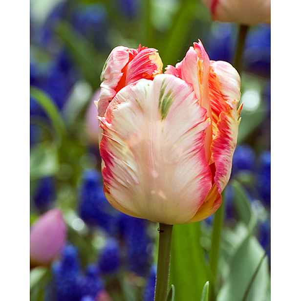 Tulipán Apricot Parrot 7 ks