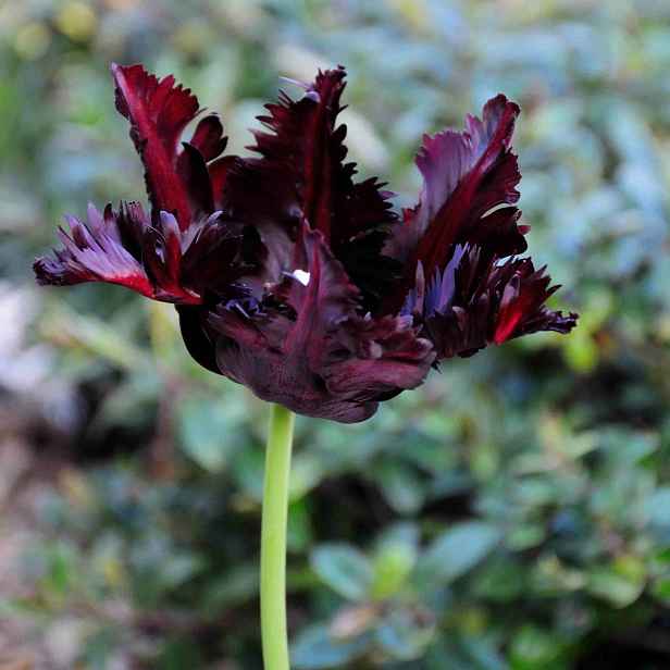 Tulipán Black Parrot 7 ks