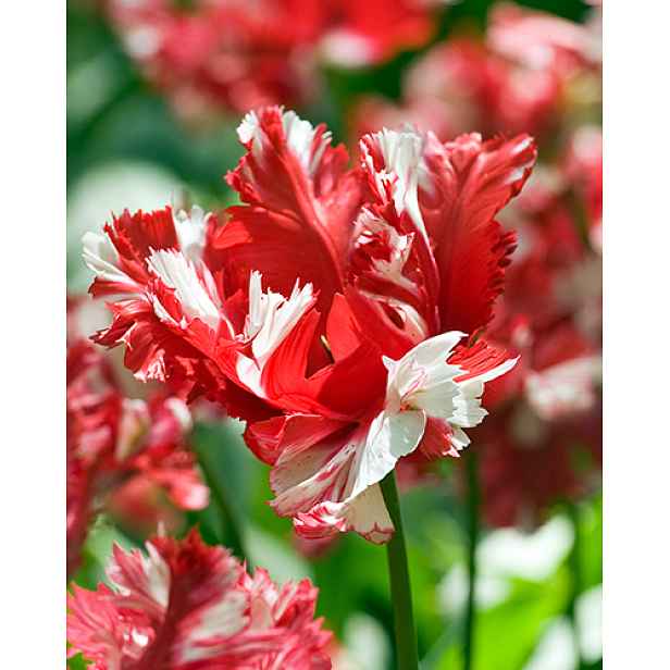 Tulipán Estella Rijnveld 7 ks