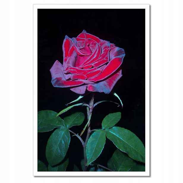 Plakáty v rámu 40x60 Červené růže v zahradě