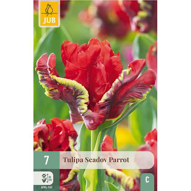 Tulipán Seadov Parrot 7 ks
