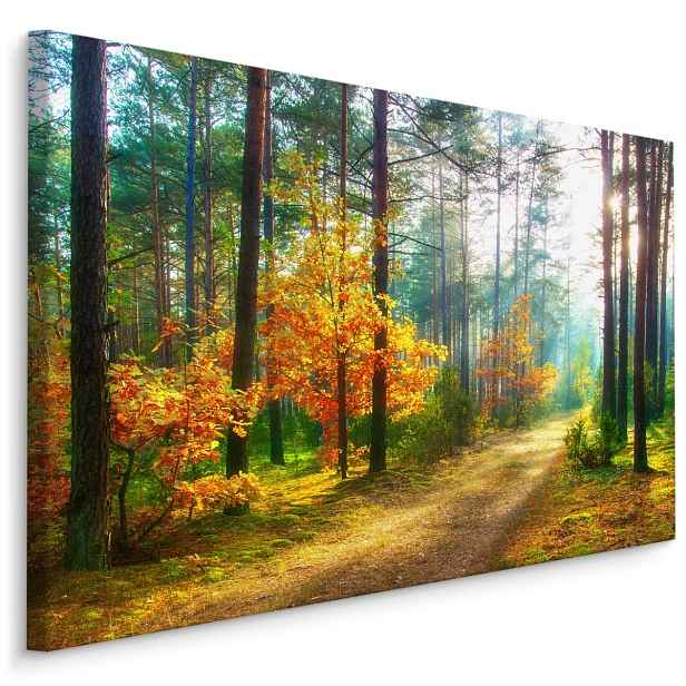 Plátno Paprsky Slunce V 3D Lese Varianta: 120x80
