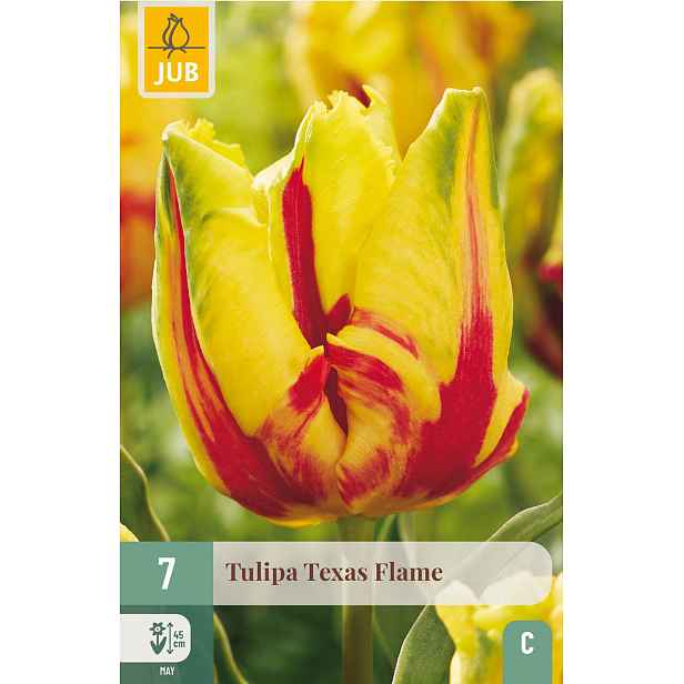 Tulipán Texas Flame 7 ks