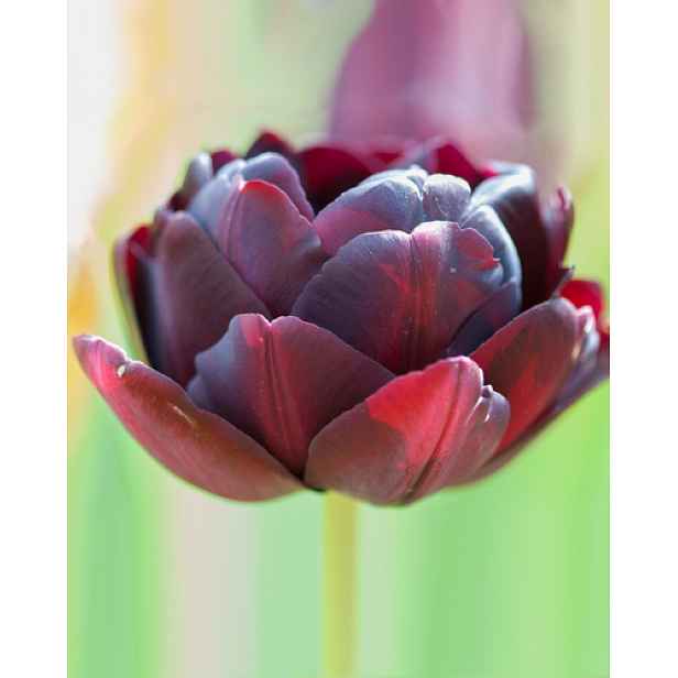 Tulipán Black Hero 5 ks