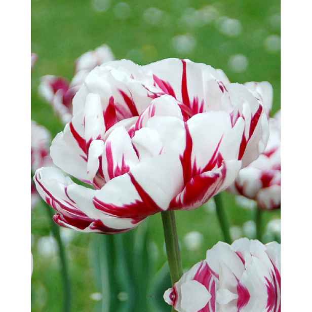 Tulipán Carnaval de Nice 5 ks