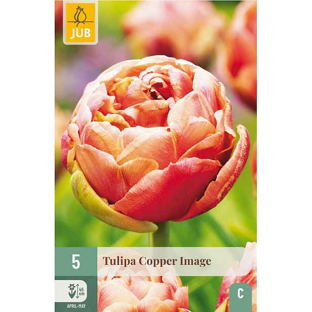 Tulipán Copper Image 5 ks