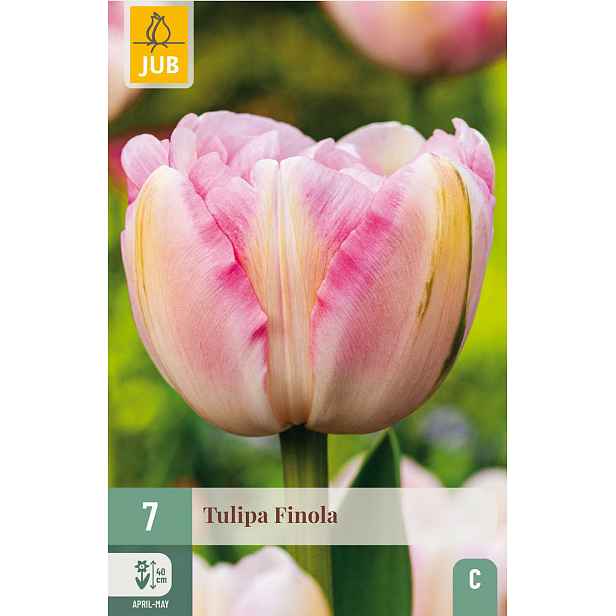 Tulipán Finola 7 ks