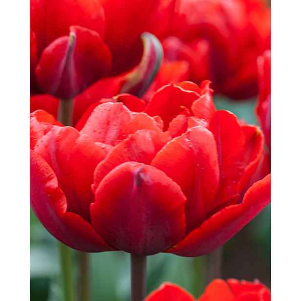 Tulipán Red Princess 5 ks