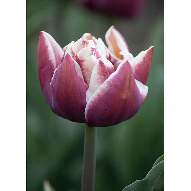 Tulipán Wyndham 7 ks