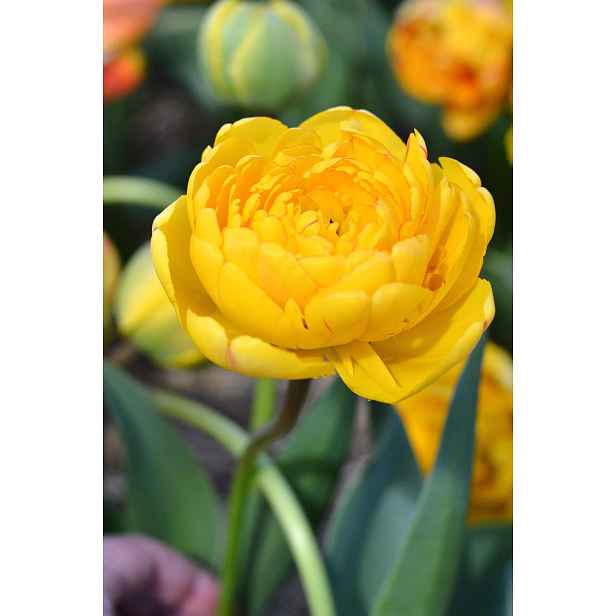 Tulipán Yellow Pompenette 7 ks