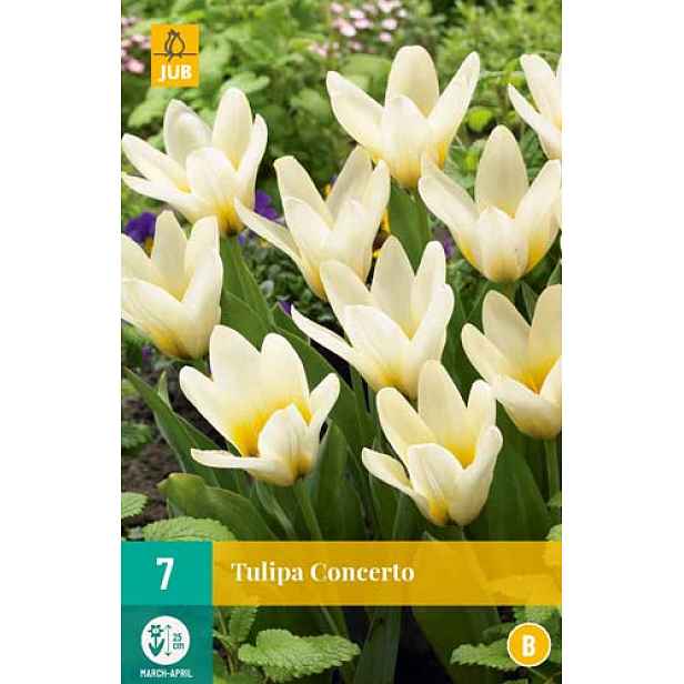 Tulipán Concerto 7 ks