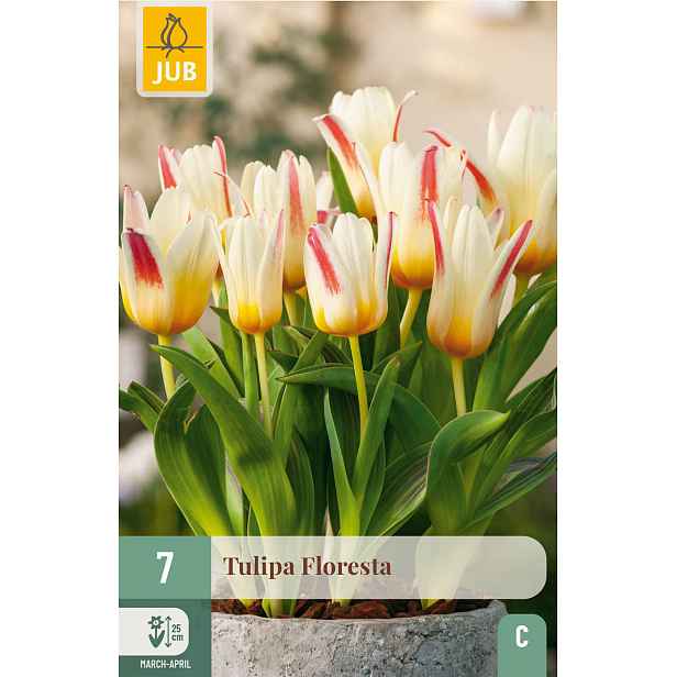 Tulipán Floresta 7 ks