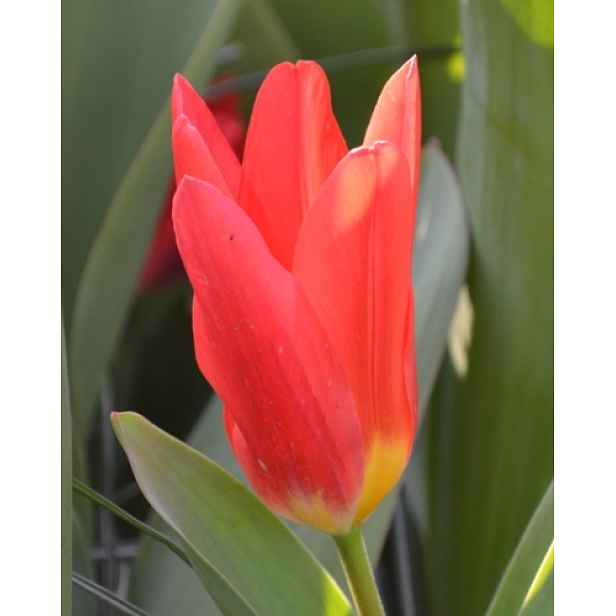 Tulipán Scarlet Baby 7 ks