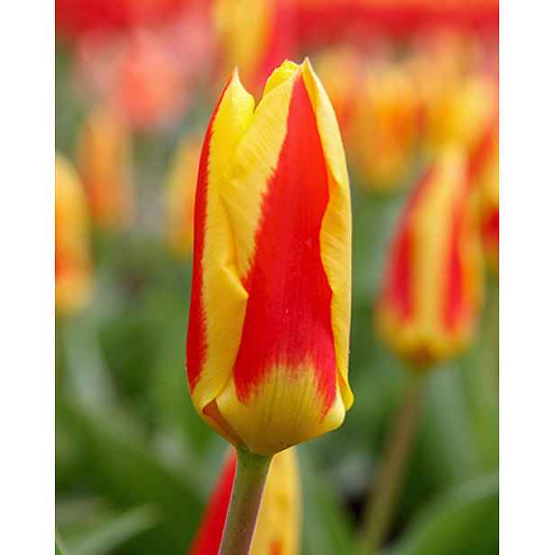 Tulipán Stresa 7 ks
