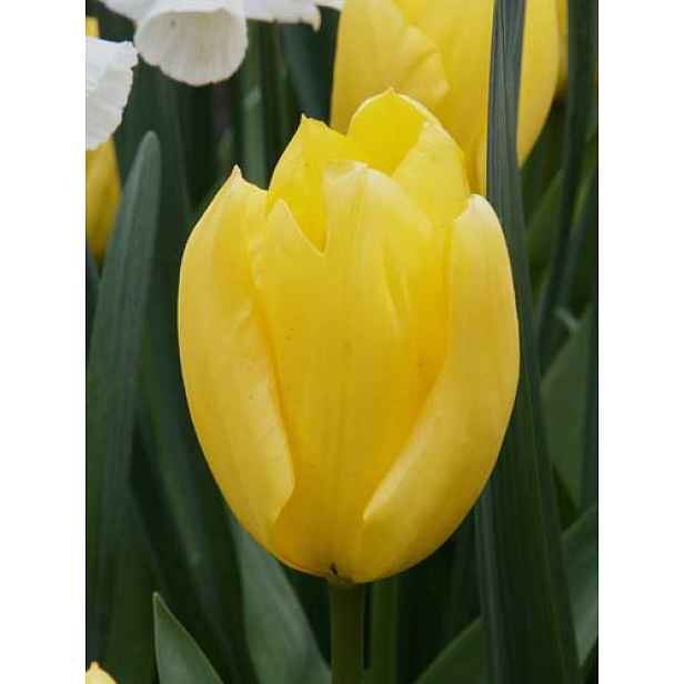 Tulipán Candela 7 ks