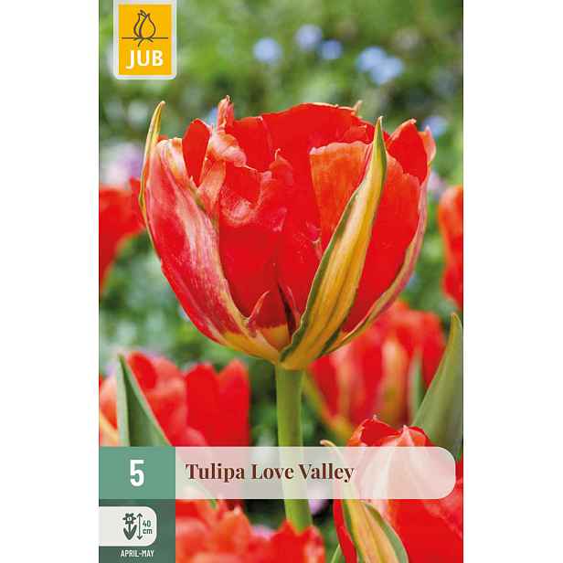 Tulipán Love Valley 5 ks