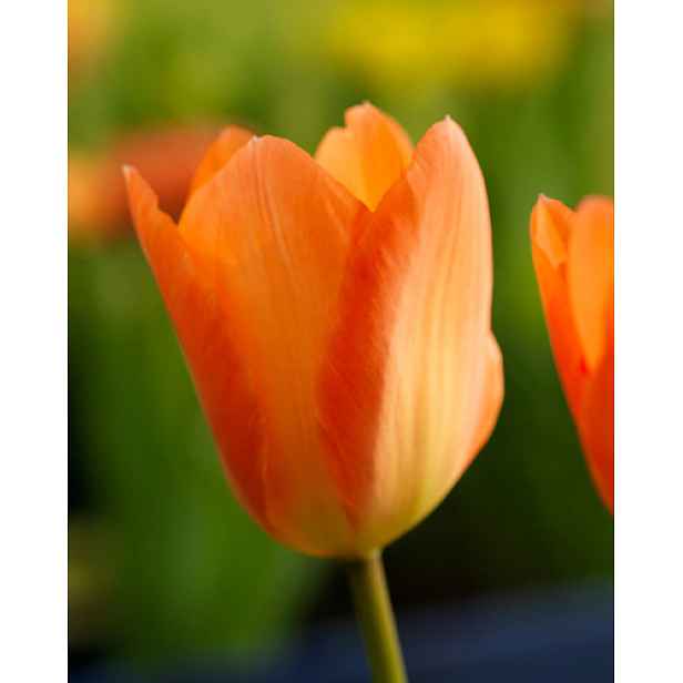 Tulipán Orange Emperor 7 ks