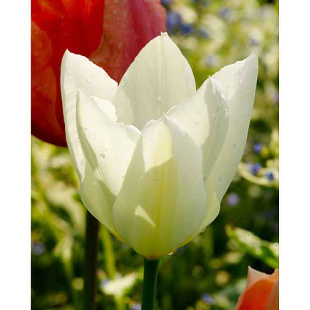 Tulipán Purissima 7 ks